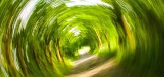 dystopian rabbit hole