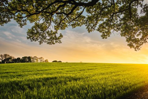 sustainable farming