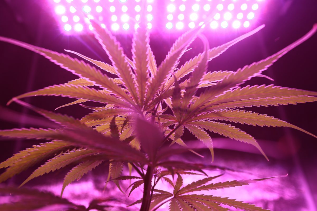 marijuana