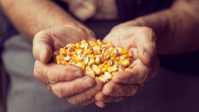 A close-up view of an older man's cupped hands holding a small mound of dried, yellow field corn kernels.