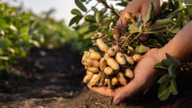 A pair of hands holding up a freshly picked bushel of peanuts with the roots and leaves still attached.