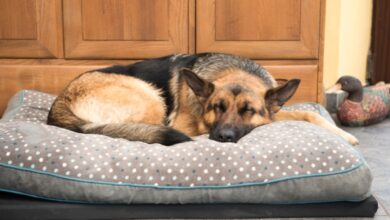 A German shepherd is curled up and sleeping on a large, gray dog bed with white and blue dots on it.