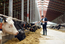 A man holding a clipboard while petting the head of a cow inside a large farm with high ceilings and multiple cows.